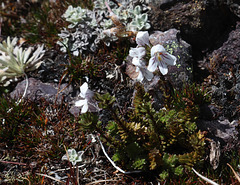 Eyebright on Black Bluff summit