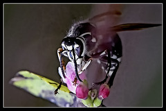 Black and White Wasp.