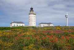 Sémaphore fleuri