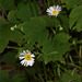 September im Garten - Septemberkraut