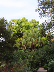 Valencia: Jardín botánico, 50