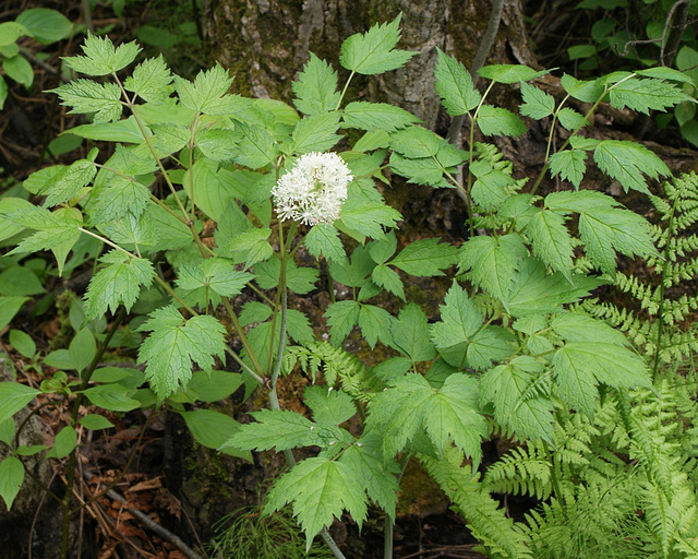 actée rouge/red baneberry/actaea rubra