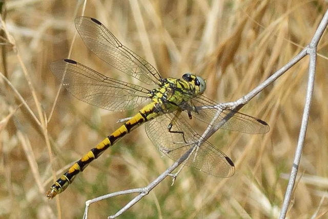 Small Pincertail f (Onychogomphus forcipatus) 10