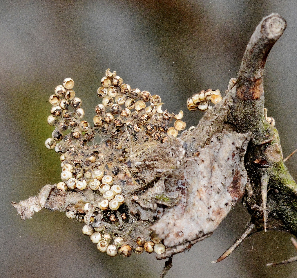 Eggs?