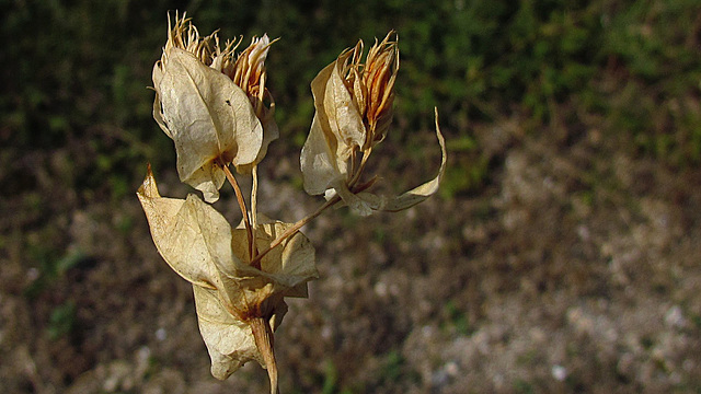 flores secas 0042