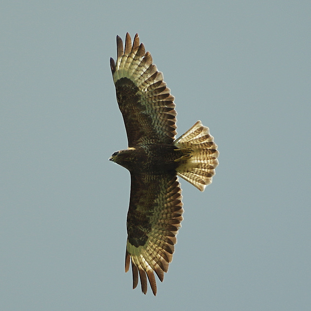 Bussard