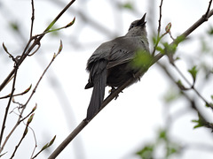 Catbirds