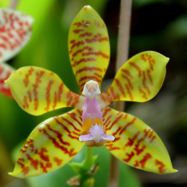 Phalaenopsis fasciata