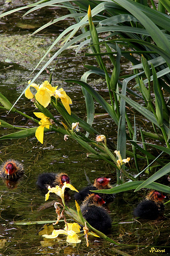 Jeunes foulques parmi les iris d'eau