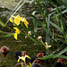 Jeunes foulques parmi les iris d'eau