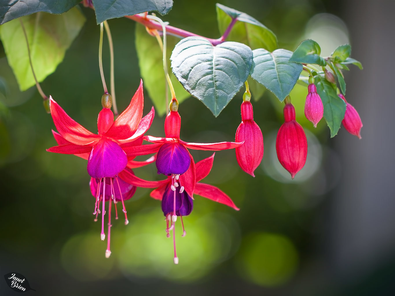 Victoria's Butchart Gardens, Part 2: Macro Photography and More! (+10 insets)