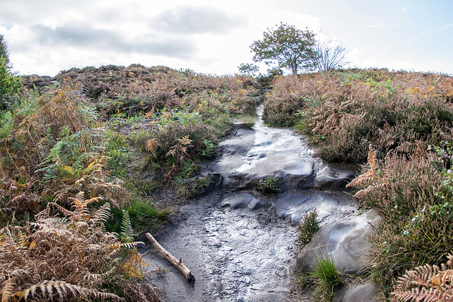 Thurstaston common11