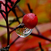 dans mon jardin