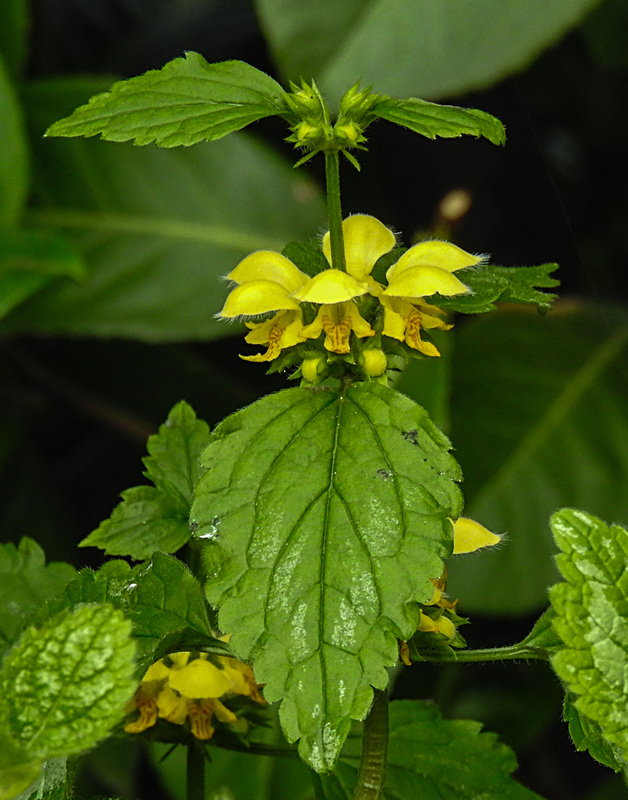 20210501 0141CPw [D~LIP] Goldnessel (Galeobdolon luteum agg), Bad Salzuflen