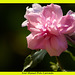 Rosa de Siria [Hibiscus syriacus] + (1 PiP)