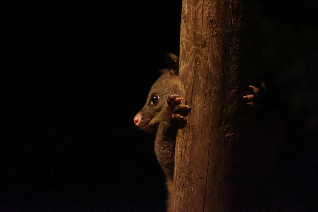 Brush-tailed Possum - Loongana