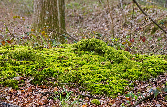 On the Forest Floor