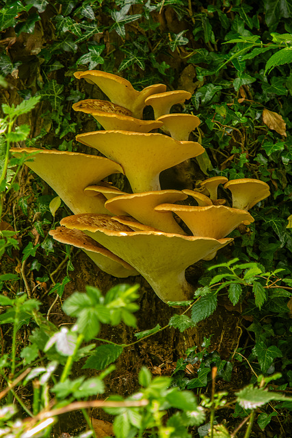 Fungi