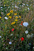 Field bouquet