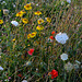 Field bouquet