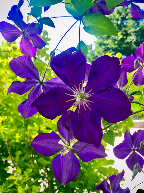 Purple Beauties