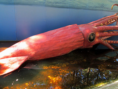 Giant squid.