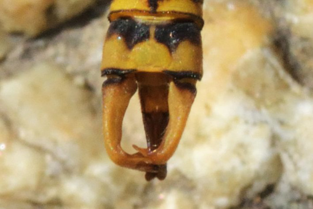 Small Pincertail appendages (Onychogomphus forcipatus)