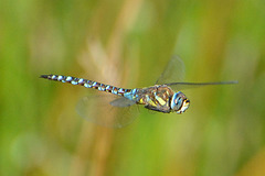 Migrant Hawker (Aeshna mixta) 3 (2)