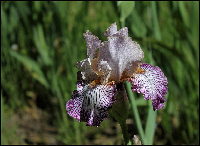 Iris Piccadilly Circus