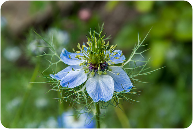 Jungfer im Grünen, Blüte