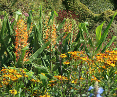 Hedychium, helenium