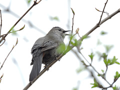 Catbirds