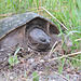 Snapping Turtle