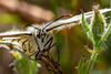 Iberian Marbled White-DSA 7017