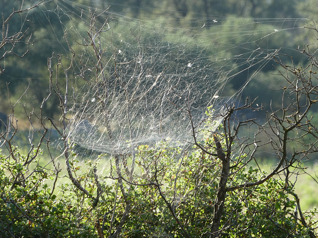 Altweibersommer - 2.