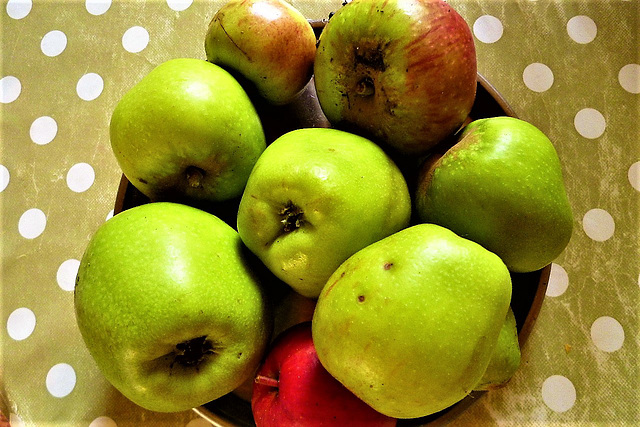 Some windfalls from the apple tree on the drive