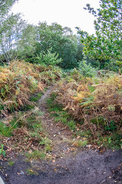 Thurstaston common13