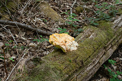 Chicken of the woods