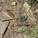 P7070116 golden-ringed dragonfly