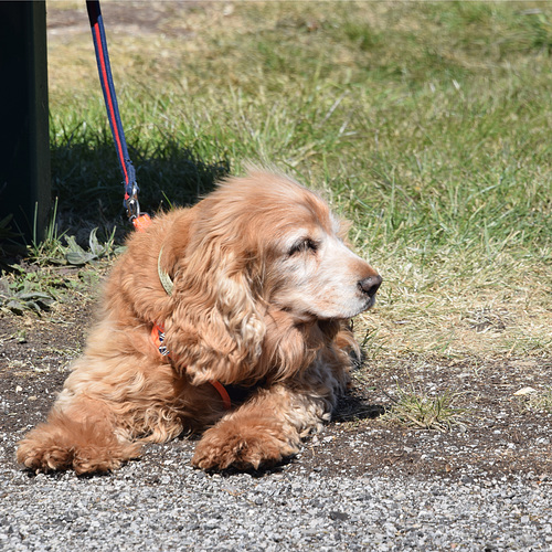 Spaniel - 25 April 2021