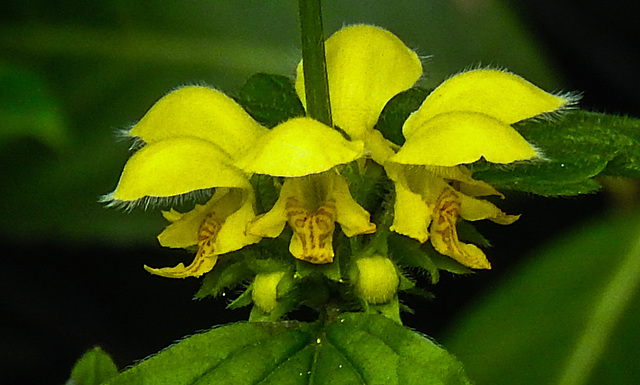 20210501 0142CPw [D~LIP] Goldnessel (Galeobdolon luteum agg), Bad Salzuflen