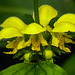 20210501 0142CPw [D~LIP] Goldnessel (Lamium galeobdolon), Bad Salzuflen