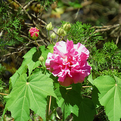 Hibiscus flowers