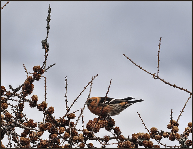 Eating juniper seeds