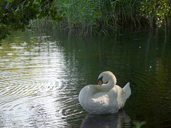 Schwan bei der Abendtoilette