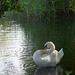 Schwan bei der Abendtoilette