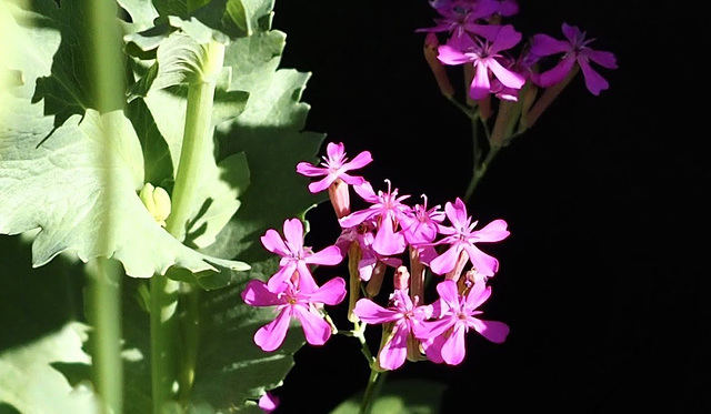 Some backyard flowers.