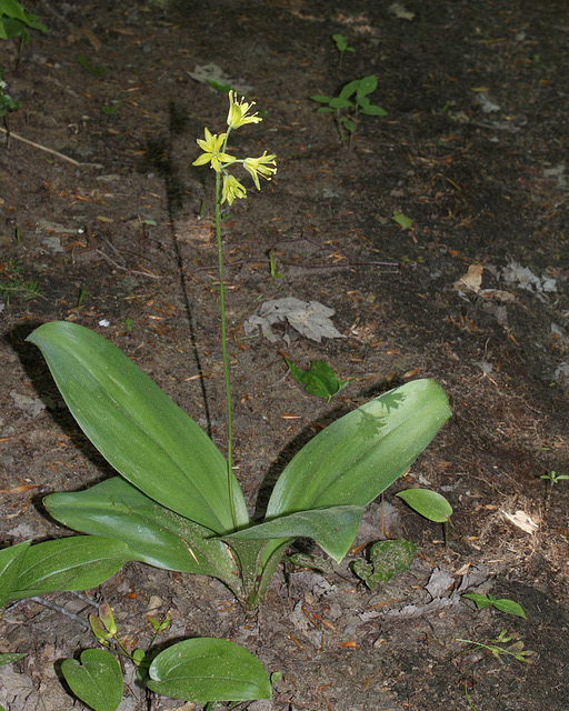 clintonie boréale/norhtern clintonia1clintonia borealis
