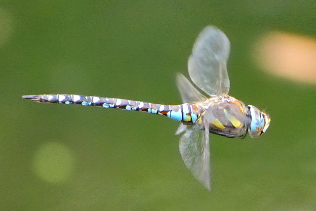 Migrant Hawker f (Aeshna mixta) 4 (2)