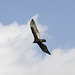 Black Vulture